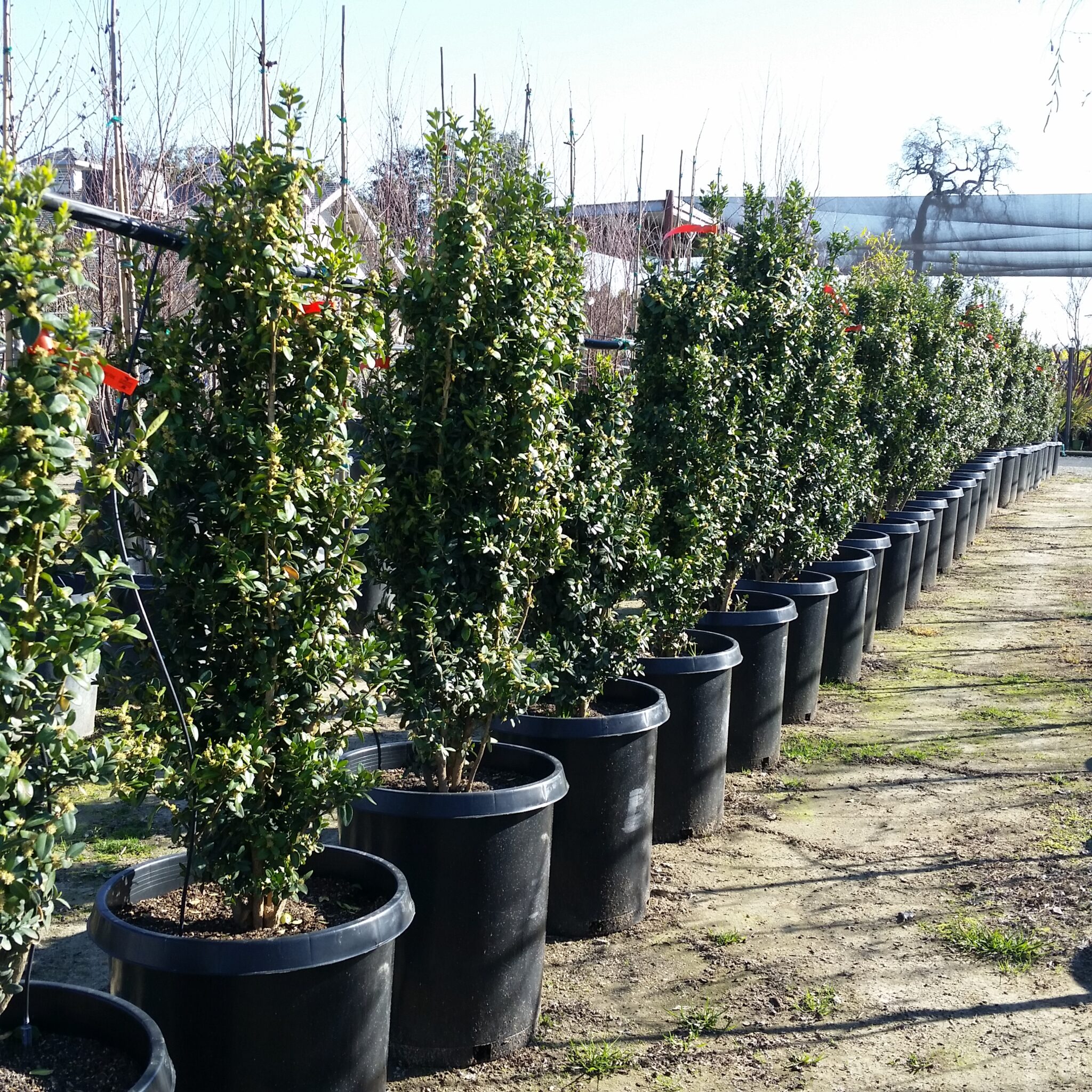 Buxus Sempervirens Fastigiata Boxwood Mid Valley Trees