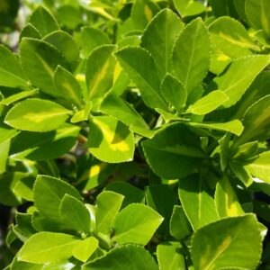 Euonymus japonicus ‘Gold Spot’ – Variegated Euonymus