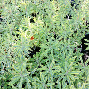 Euphorbia martinii ‘Ascot Rainbow’ – Rainbow Spurge