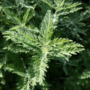Perovskia atriplicifolia – Russian Sage