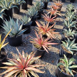 Yucca gloriosa ‘Bright Star’ – Variegated Yucca