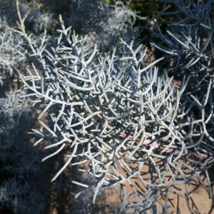 Cupressus arizonica ‘Blue Ice’ – Cypress