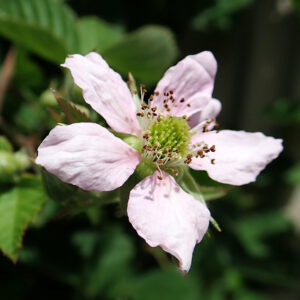 Rubus ‘Kiowa’ – Blackberry