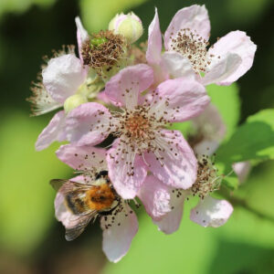 Rubus ‘Navaho’ – Blackberry