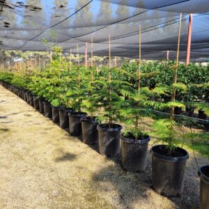 Araucaria heterophylla – Norfolk Island Pine