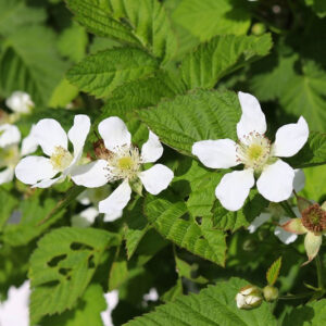Rubus x – Thornless Boysenberry