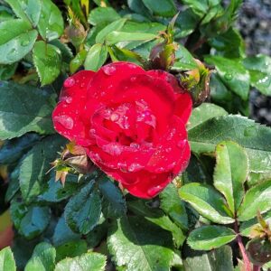 Rosa Petite Knock Out® ‘Meibenbino’ – Miniature Rose
