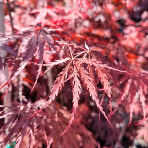 Acer palmatum var. dissectum ‘Tamukeyama’ – Weeping Laceleaf Japanese Maple