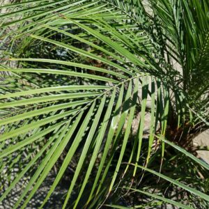 Phoenix roebelenii – Pygmy Date Palm