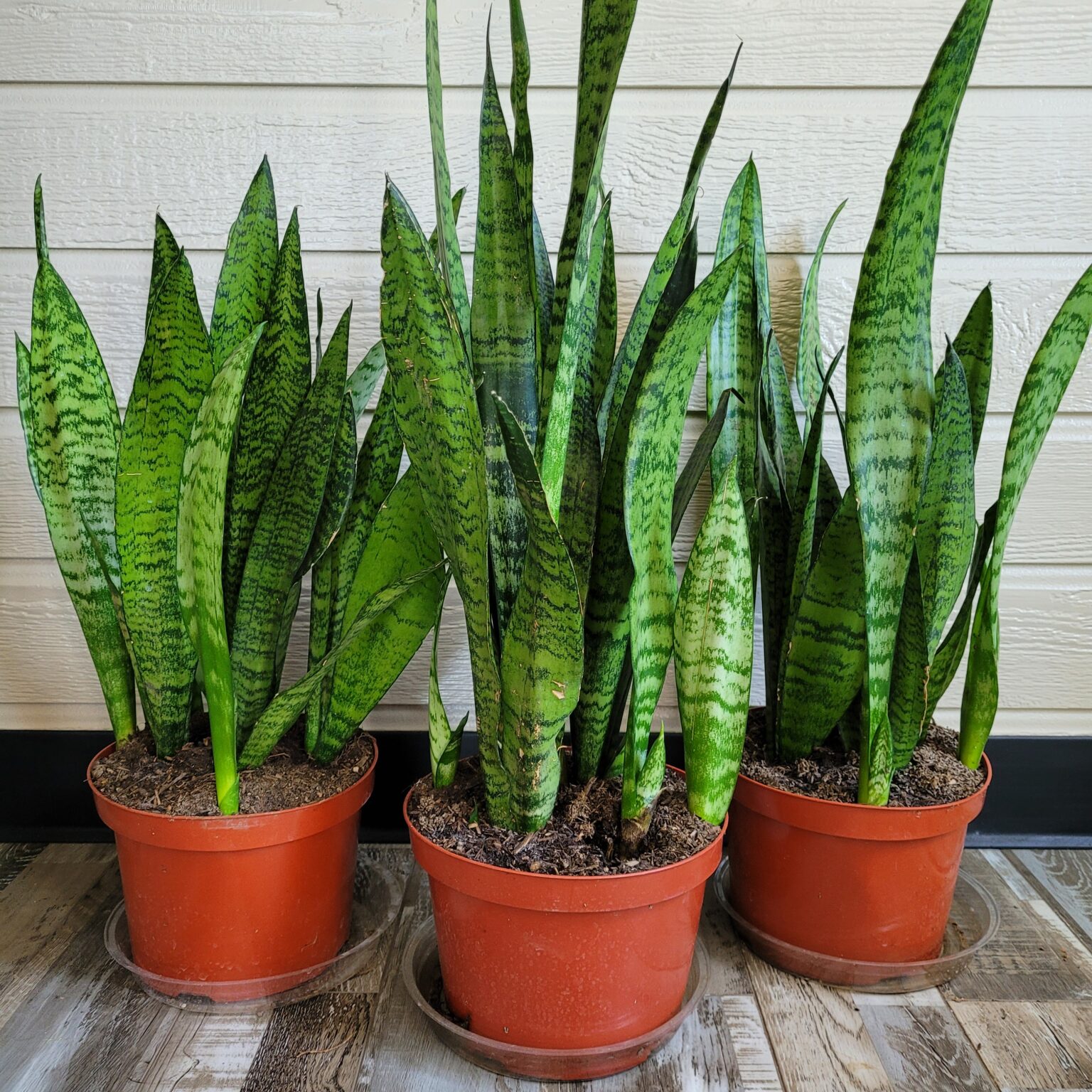 Sansevieria Zeylanica Snake Plant Mid Valley Trees