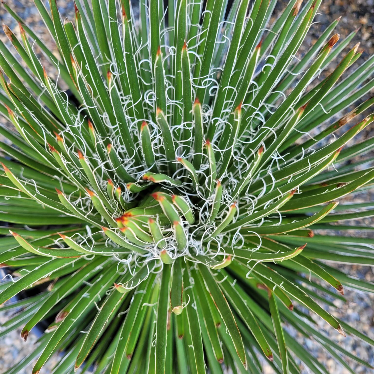 Agave Geminiflora Twin Flowered Agave Mid Valley Trees 8504