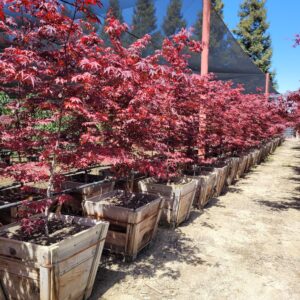 Acer palmatum 'Bloodgood' - Japanese Maple
