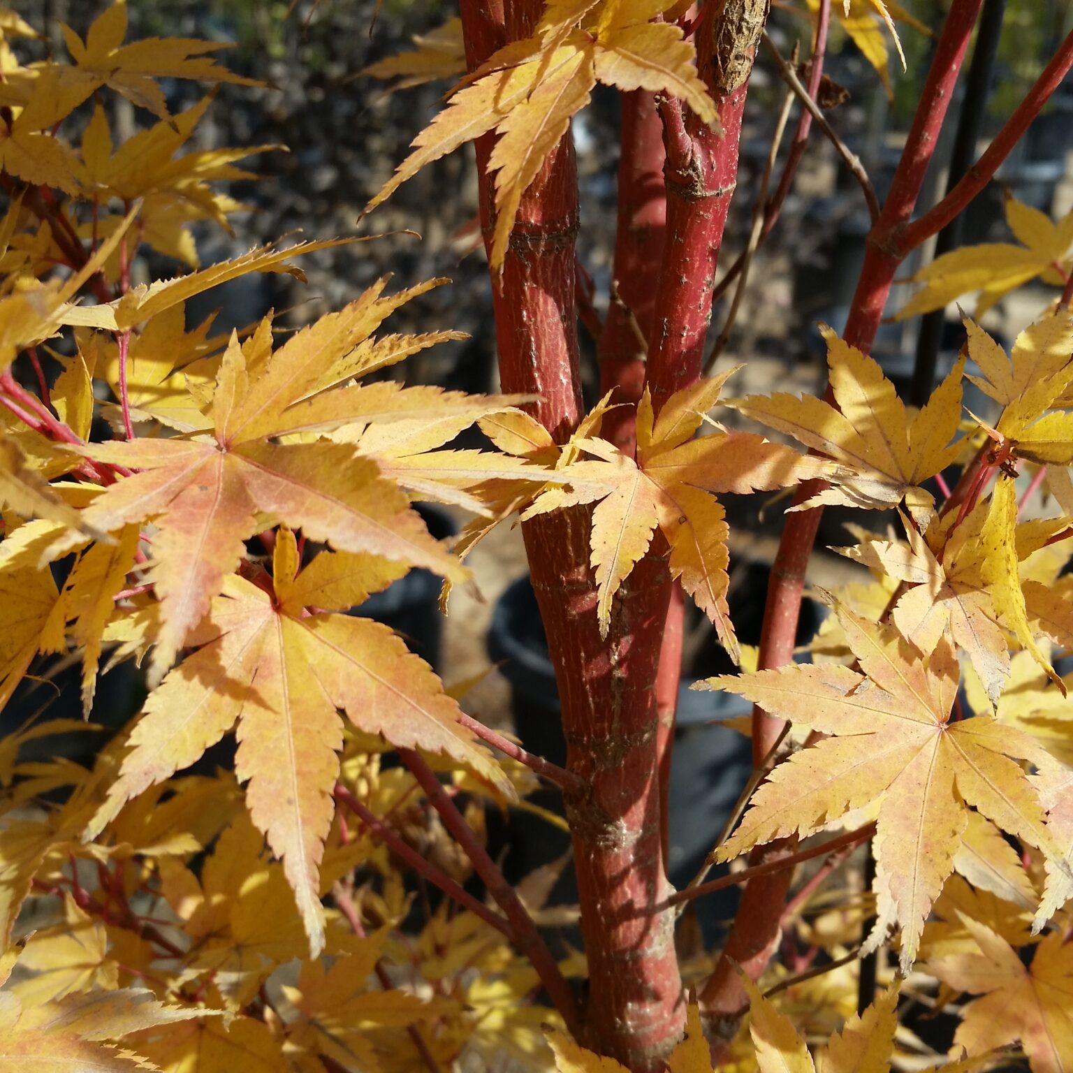 Pistacia chinensis 'Keith Davey' - Chinese Pistache - Mid Valley Trees