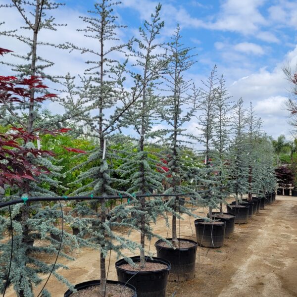 Cedrus atlantica 'Glauca' - Blue Atlas Cedar - Image 2