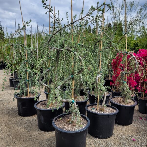 Cedrus atlantica 'Glauca Pendula' - Weeping Blue Atlas Cedar