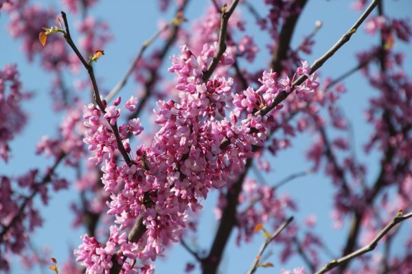 Cercis canadensis - Eastern Redbud - Mid Valley Trees