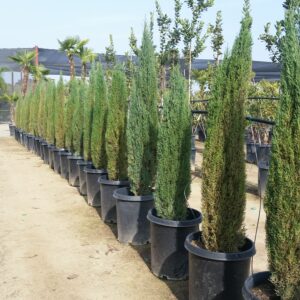 Cupressus sempervirens 'Tiny Tower' - Dwarf Italian Cypress - Mid ...