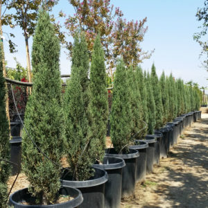 Dwarf Italian Cypress Archives - Mid Valley Trees