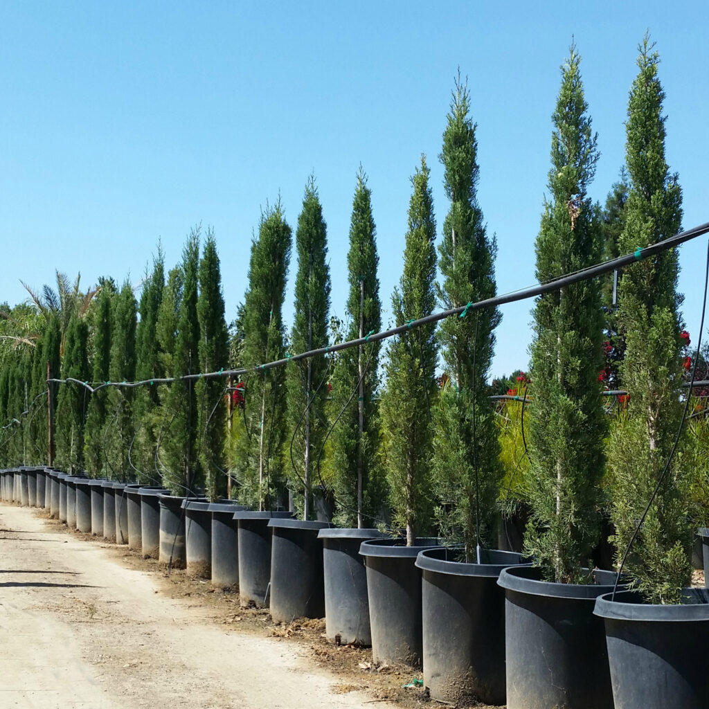 Cupressus sempervirens - Italian Cypress - Mid Valley Trees