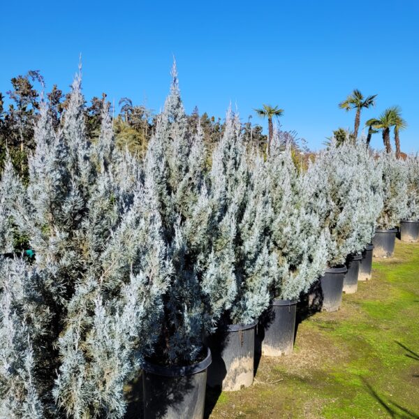 Juniperus scopulorum 'Wichita Blue' - Juniper