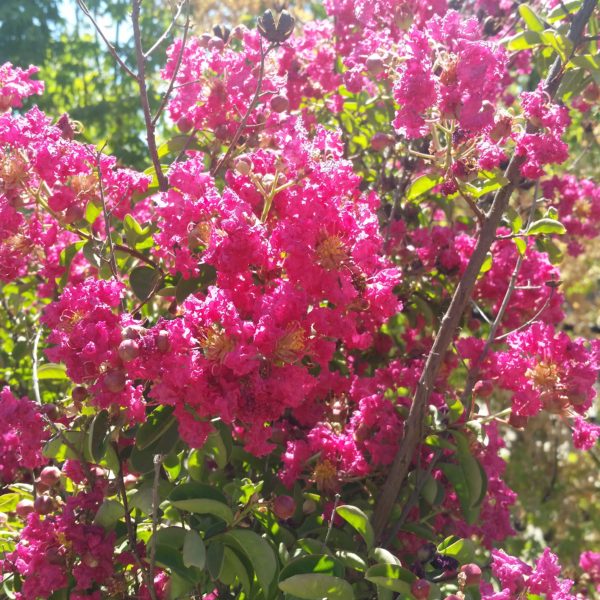 Lagerstroemia indica 'Cherokee' - Crape Myrtle SOLD OUT - Image 3