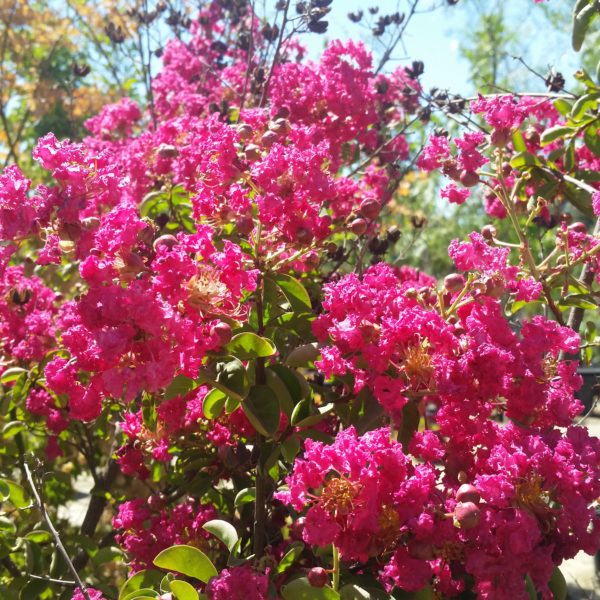 Lagerstroemia indica 'Cherokee' - Crape Myrtle SOLD OUT