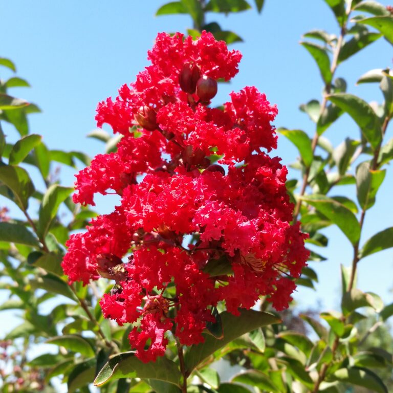 Lagerstroemia indica 'Dynamite' - Crape Myrtle - Mid Valley Trees