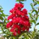 Lagerstroemia indica ‘Dynamite’ – Crape Myrtle