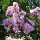 Lagerstroemia indica x fauriei ‘Muskogee’ – Crape Myrtle