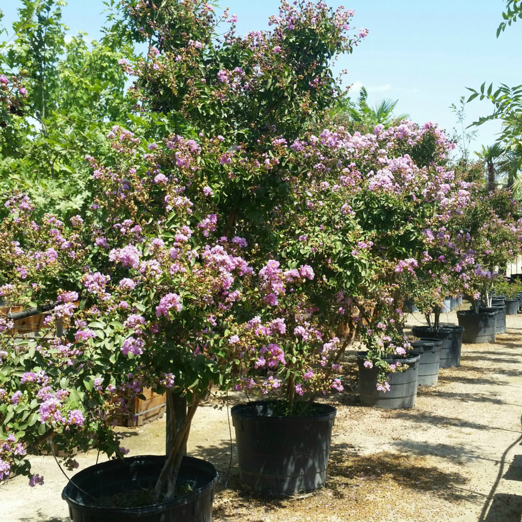 Lagerstroemia indica x fauriei 'Muskogee' - Crape Myrtle - Mid Valley Trees