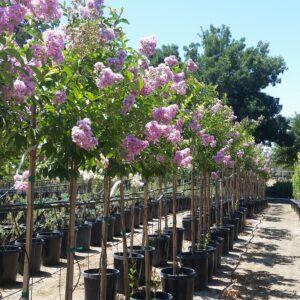 Lagerstroemia indica x fauriei 'Muskogee' - Crape Myrtle