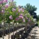 Lagerstroemia indica x fauriei ‘Muskogee’ – Crape Myrtle