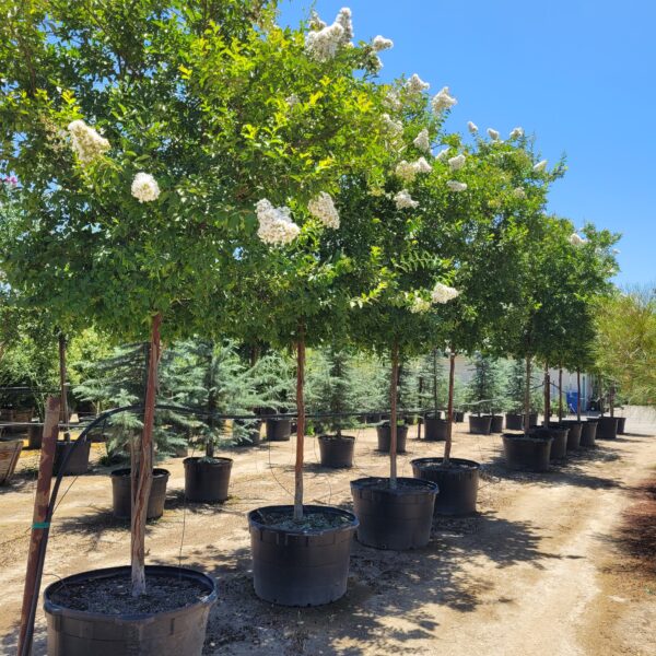 Lagerstroemia indica 'Natchez' - Crape Myrtle - Image 3