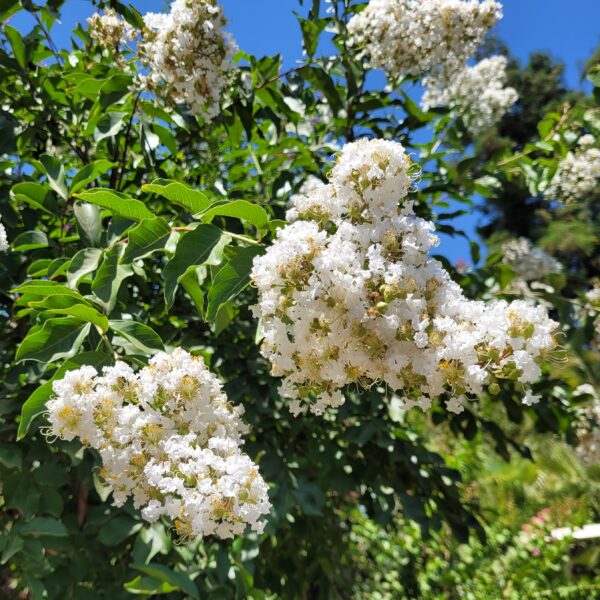 Lagerstroemia indica 'Natchez' - Crape Myrtle - Image 5