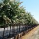 Lagerstroemia indica ‘Natchez’ – Crape Myrtle