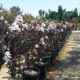 Lagerstroemia Black Diamond® Pure White™ – Crape Myrtle