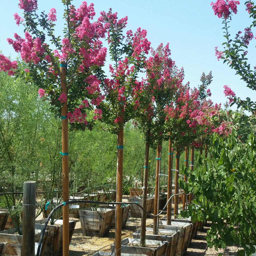 Lagerstroemia indica x fauriei 'Tuscarora' - Crape Myrtle - Mid Valley ...