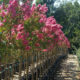 Lagerstroemia indica x fauriei ‘Tuscarora’ – Crape Myrtle