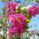 Lagerstroemia indica ‘Twilight’ – Crape Myrtle SOLD OUT