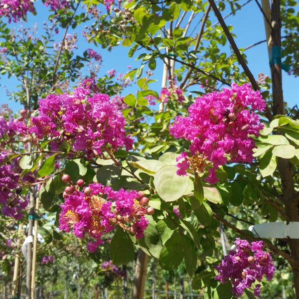 Lagerstroemia indica 'Twilight' - Crape Myrtle SOLD OUT - Image 3