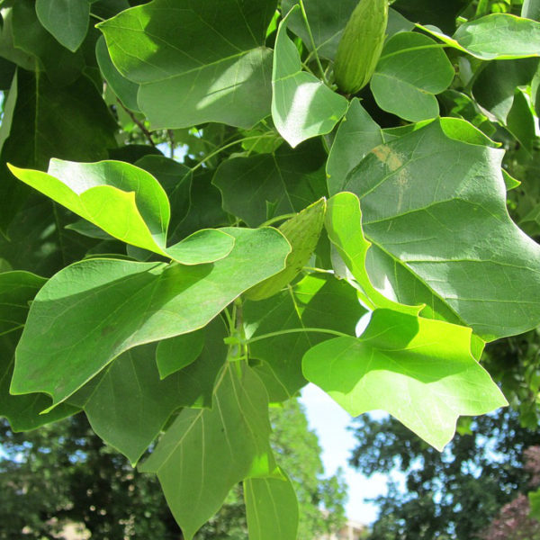 Liriodendron tulipifera - Tulip Tree - Image 2