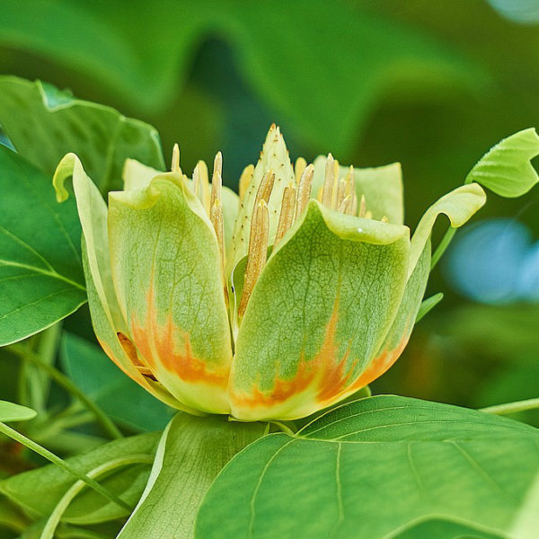 Liriodendron tulipifera - Tulip Tree