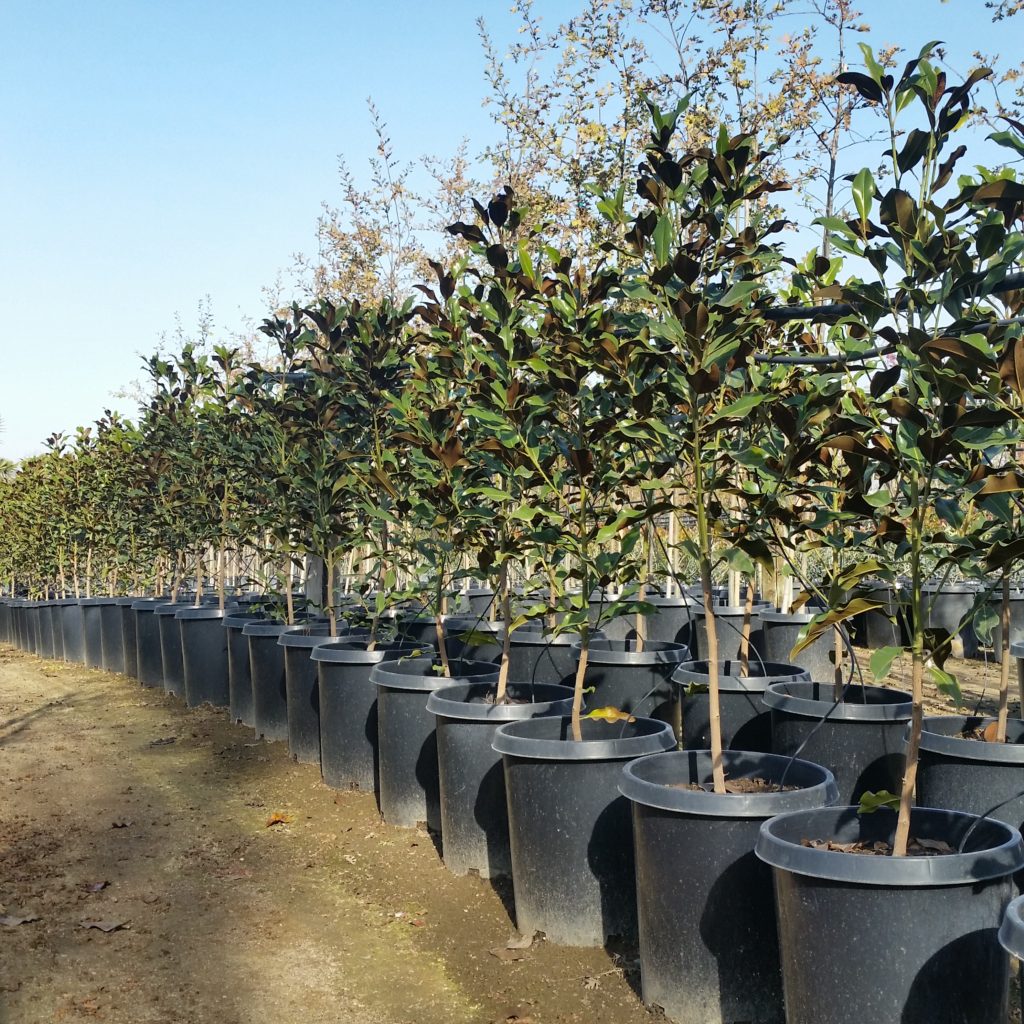 Magnolia grandiflora 'D.D. Blanchard' - Southern Magnolia - Mid Valley ...