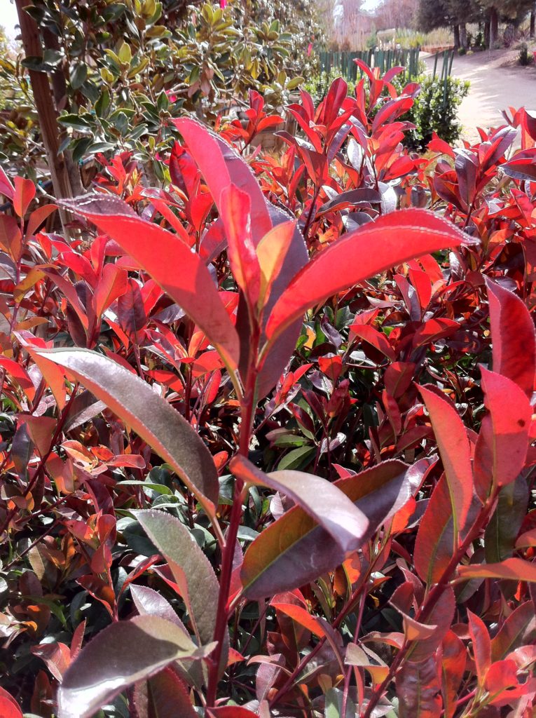 Photinia x fraseri - Photinia Tree - Mid Valley Trees