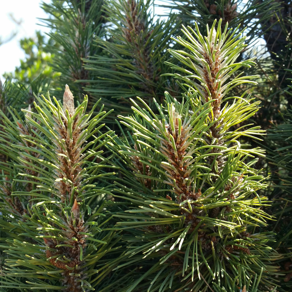 Pinus nigra 'Frank' - Columnar Austrian Pine SOLD OUT - Mid Valley Trees