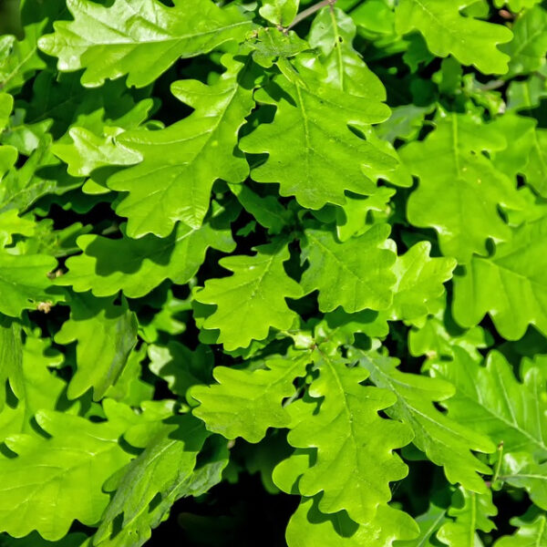 Urban Pinnacle Bur Oak