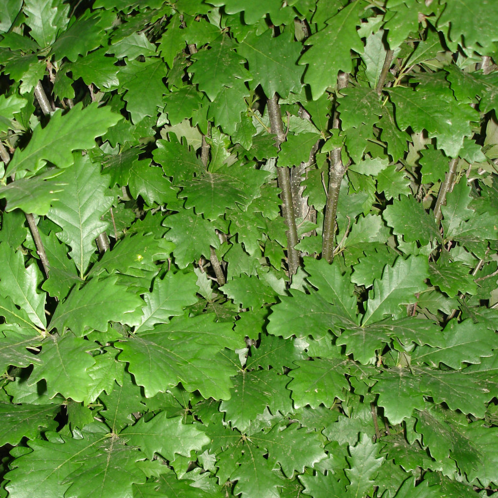 Quercus robur 'Regal Prince' - Regal Prince Oak - Mid Valley Trees