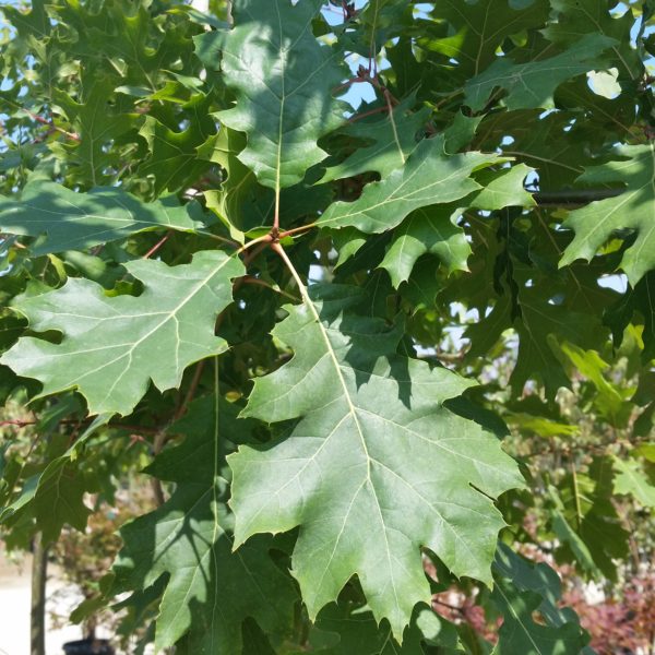 Quercus rubra - Red Oak - Mid Valley Trees