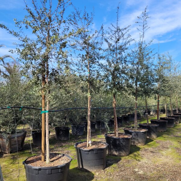 Quercus suber - Cork Oak - Image 2