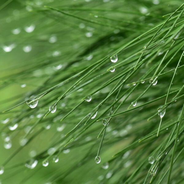 Pinus eldarica Afghan Pine